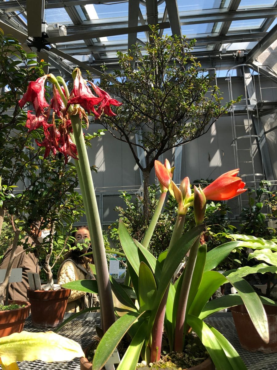 小石川植物園の温室