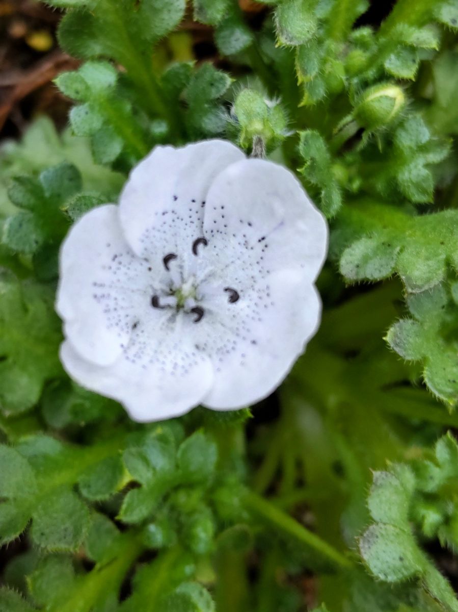 ネモフィラ４種開花