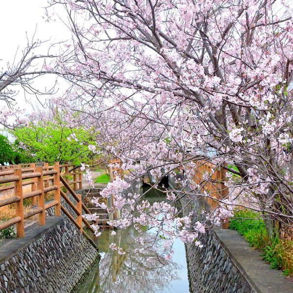 満開の桜並木を歩く～染井吉野