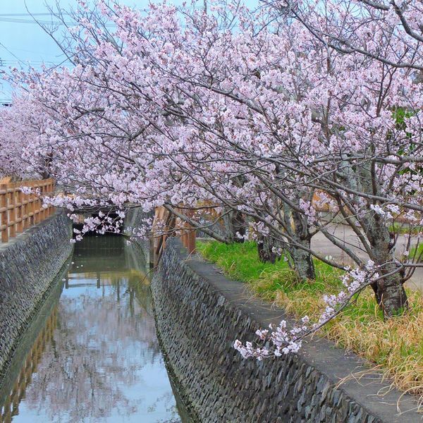 満開の桜並木を歩く～染井吉野