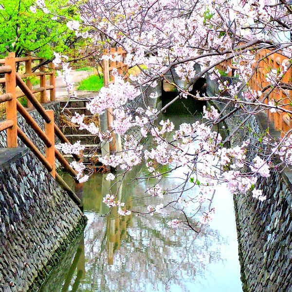 満開の桜並木を歩く～染井吉野