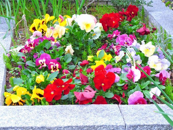 散歩道の花～お庭拝見