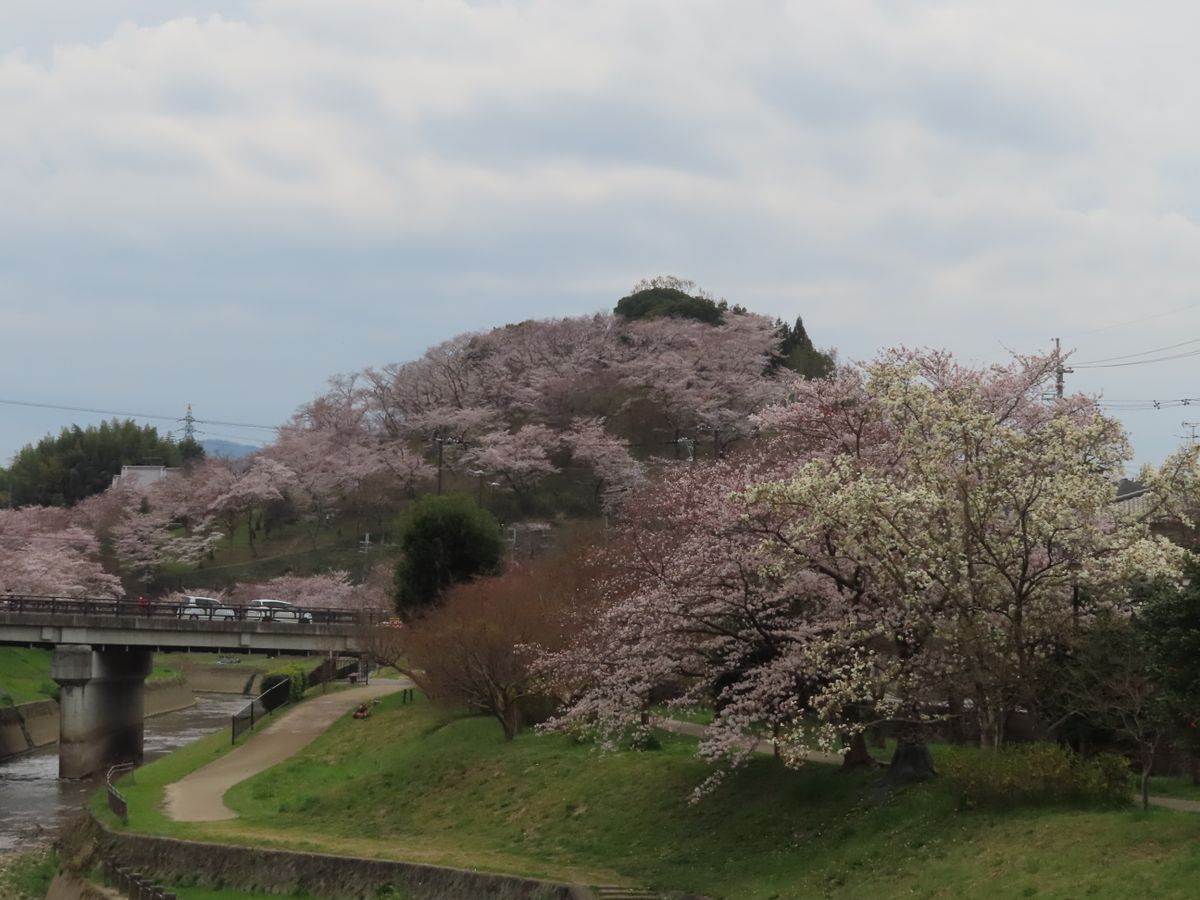 龍田川の桜