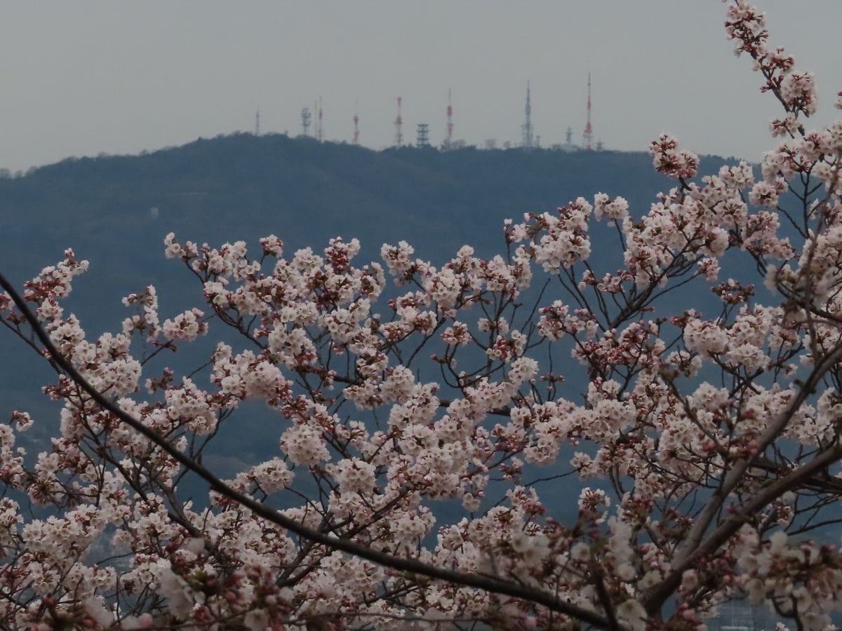 龍田川の桜