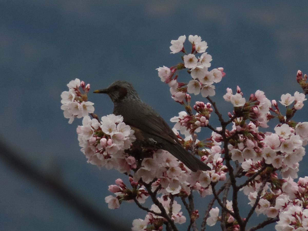 龍田川の桜