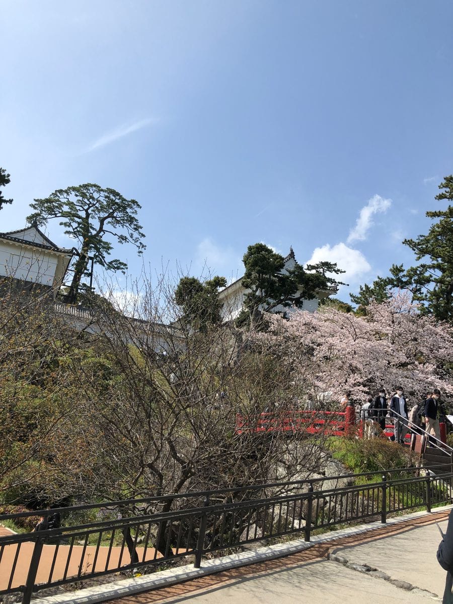 小田原城の桜