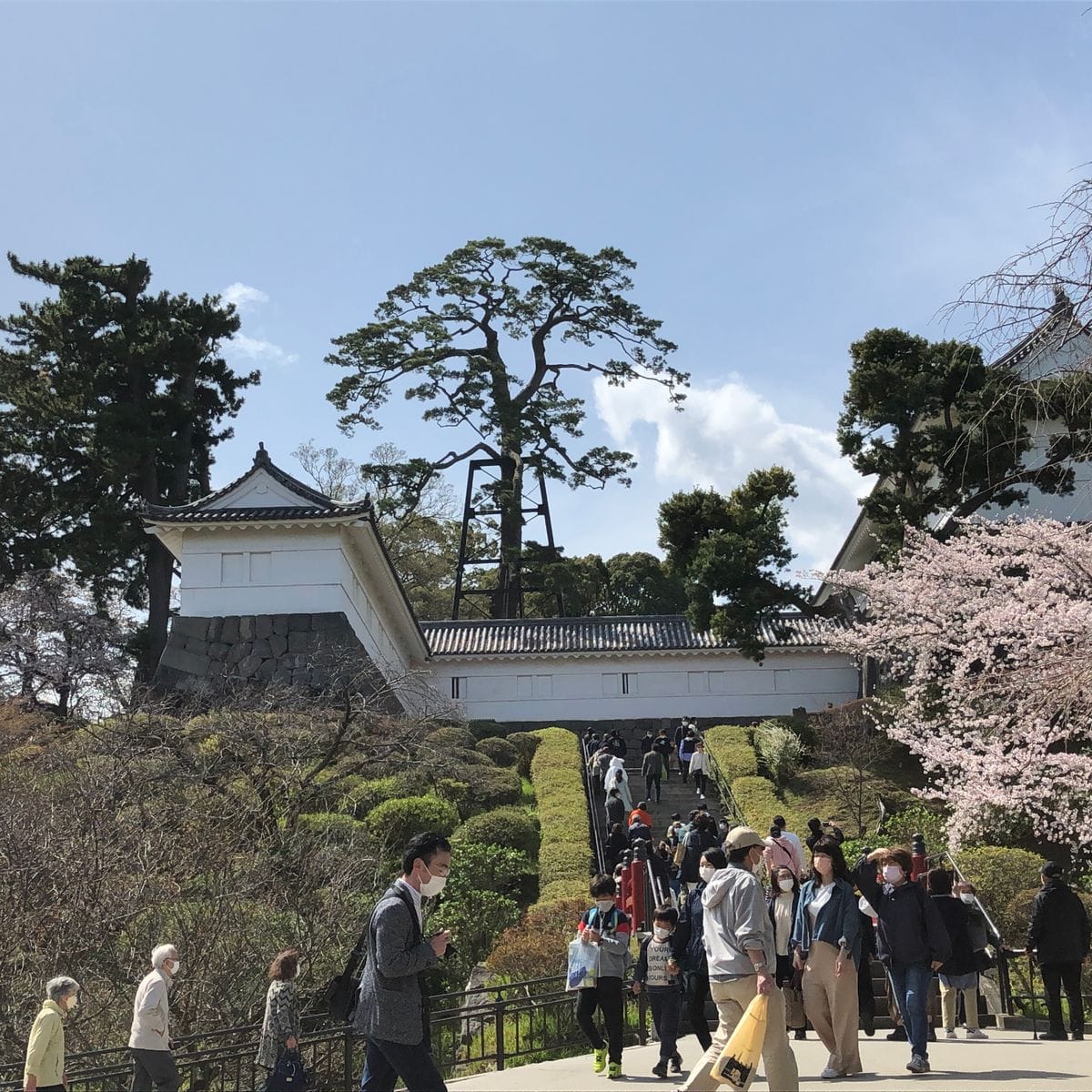 小田原城の桜