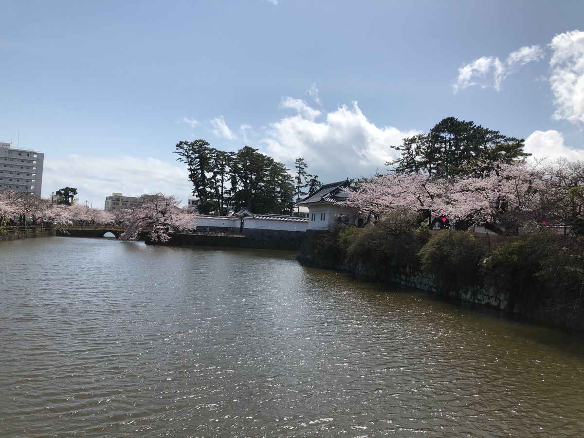 小田原城の桜