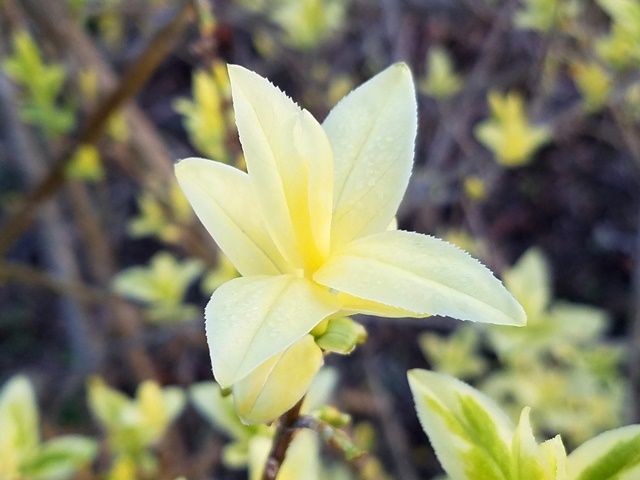 花のようです