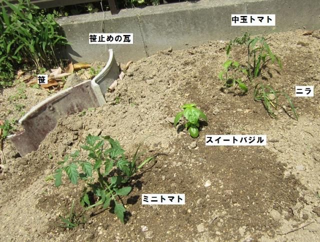 夏野菜を植えました