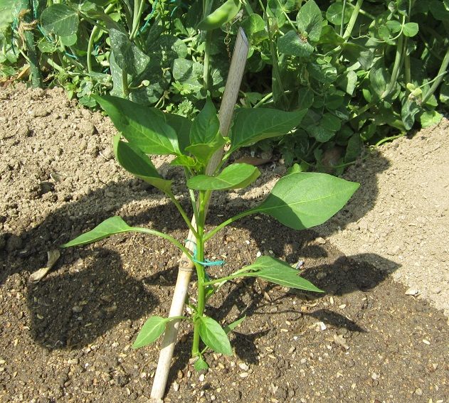 夏野菜を植えました