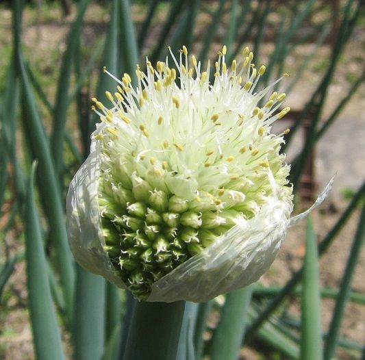 夏野菜を植えました