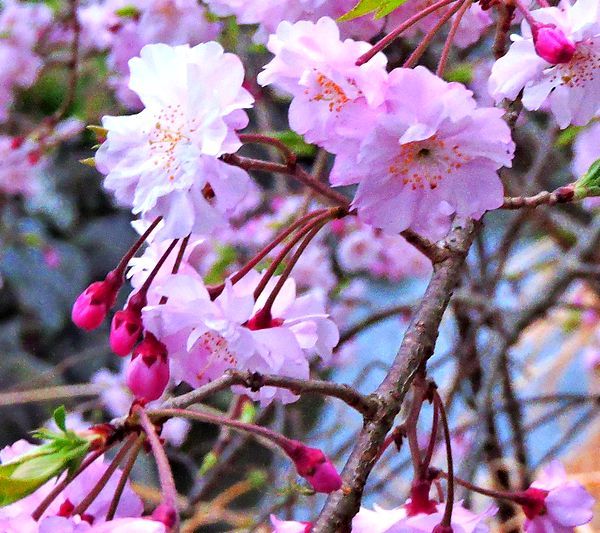 散歩道の花～