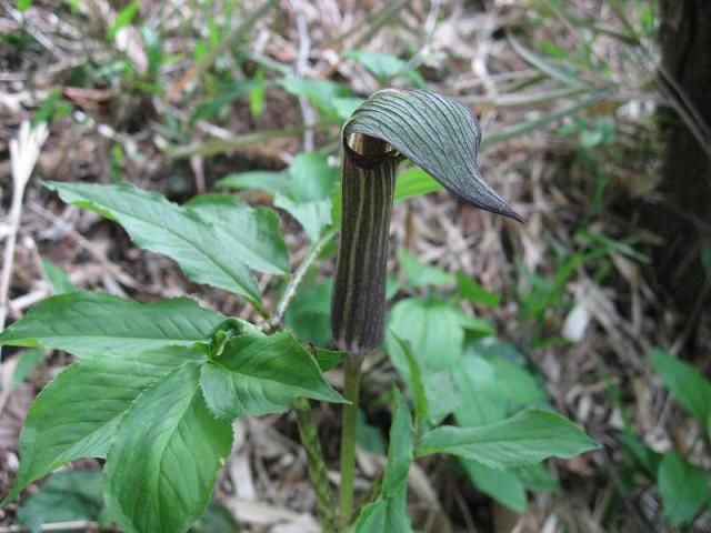 多摩丘陵の植物