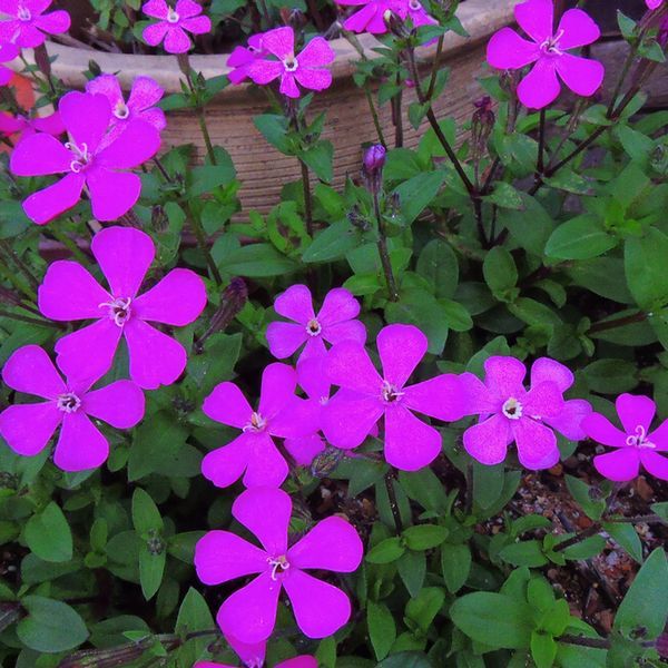 散歩道の花～寄って撮る