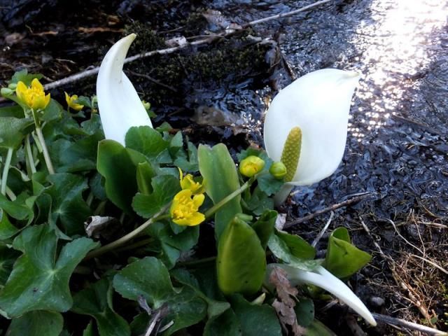 北信濃♪花めぐり♪