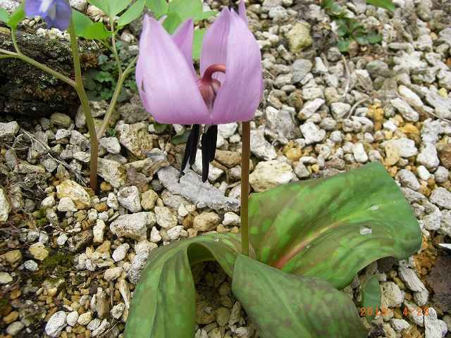 野草の花４