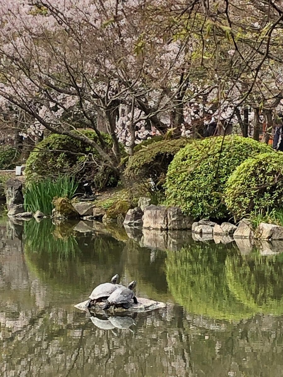 東寺