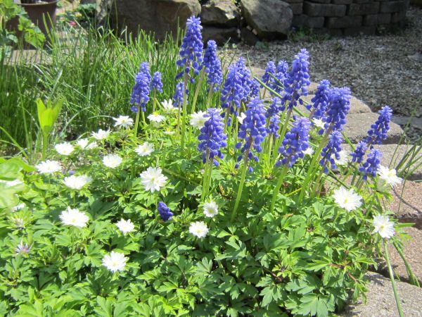 花茎切り