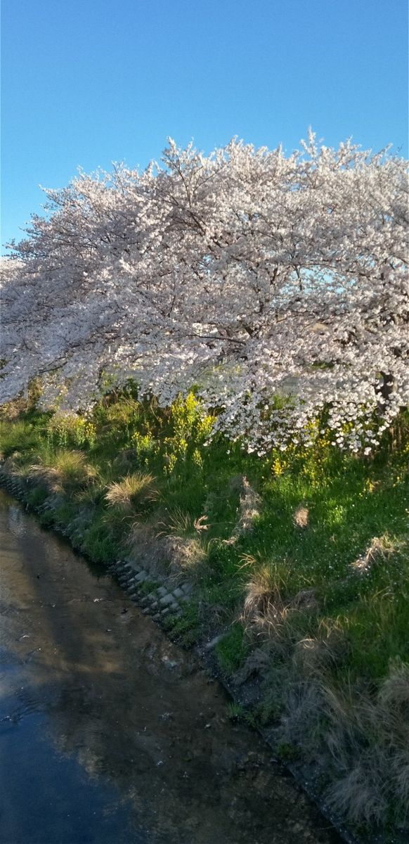 ☆五条川の桜☆