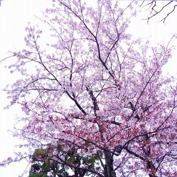 桜、散り始める