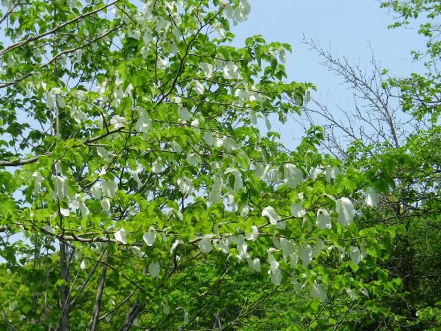 神代植物園のハンカチの木