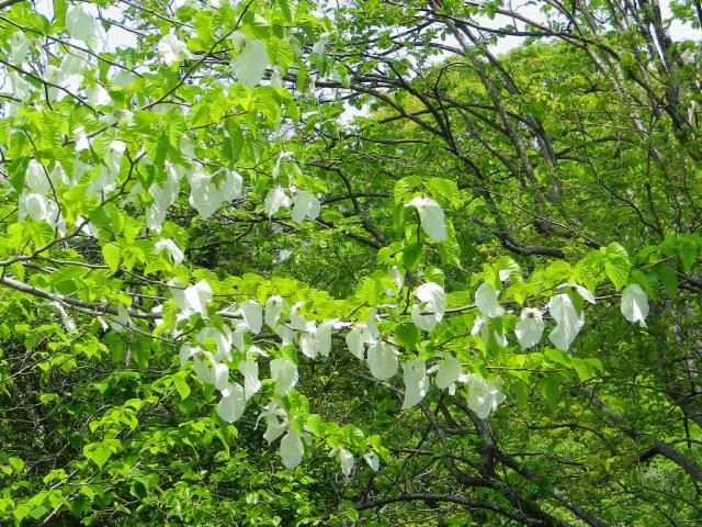 神代植物園のハンカチの木