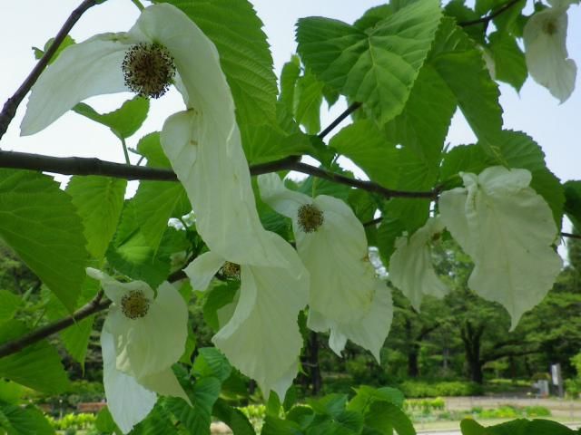 神代植物園のハンカチの木