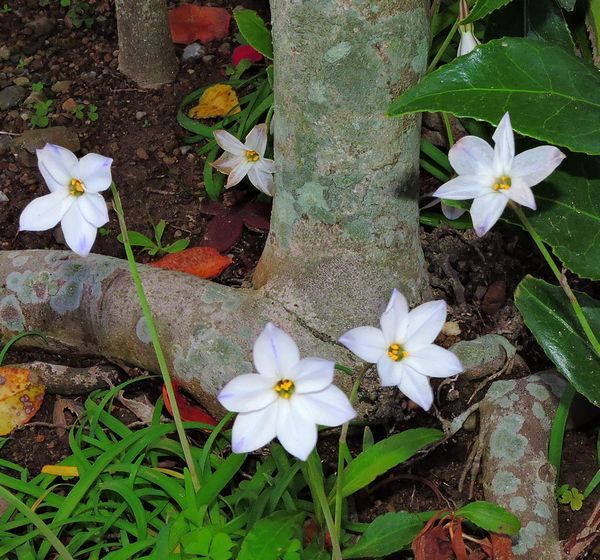 散歩道の花～ハナニラ