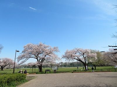 武蔵野中央公園　桜・菜の花も綺麗（東京都武蔵野市）