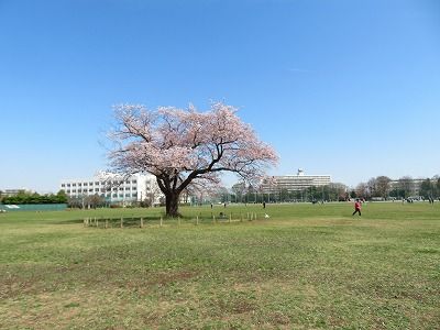 武蔵野中央公園　桜・菜の花も綺麗（東京都武蔵野市）