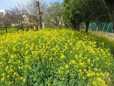 武蔵野中央公園　桜・菜の花も綺麗（東京都武蔵野市）