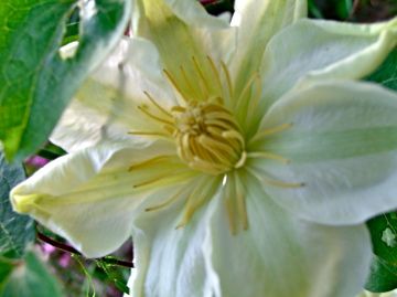 clematis