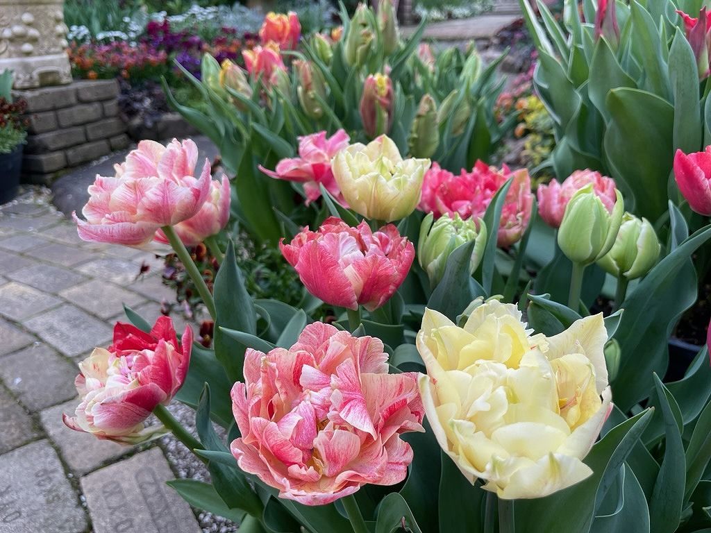 チューリップの開花状況