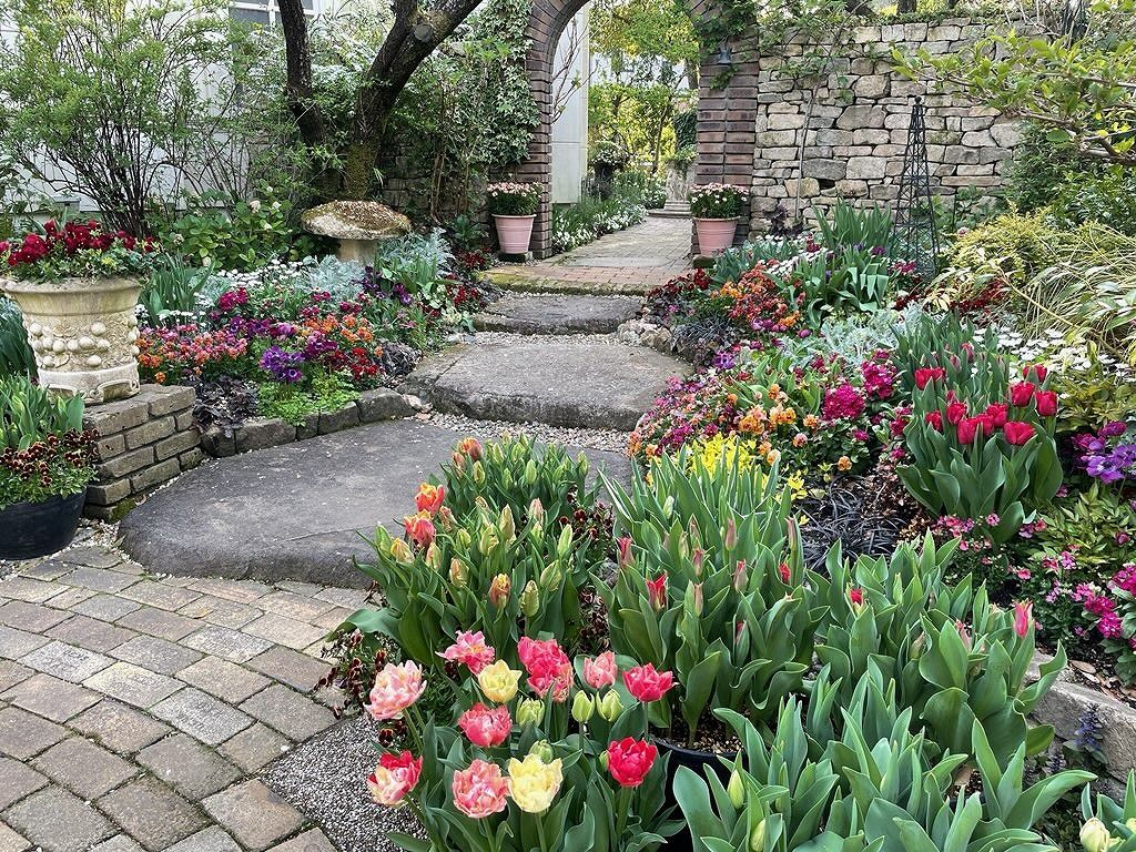 チューリップの開花状況