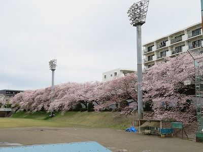 向台運動場の桜・・（西東京市）