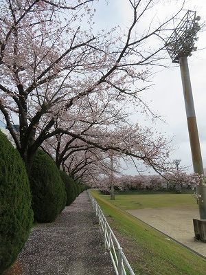 向台運動場の桜・・（西東京市）