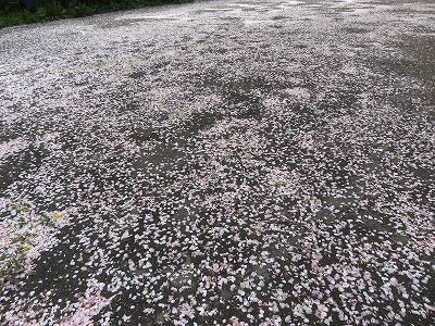 向台運動場の桜・・（西東京市）