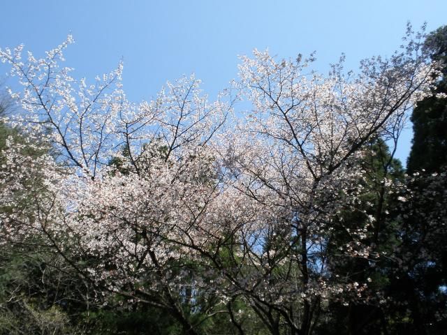 ひろばたけの風景。