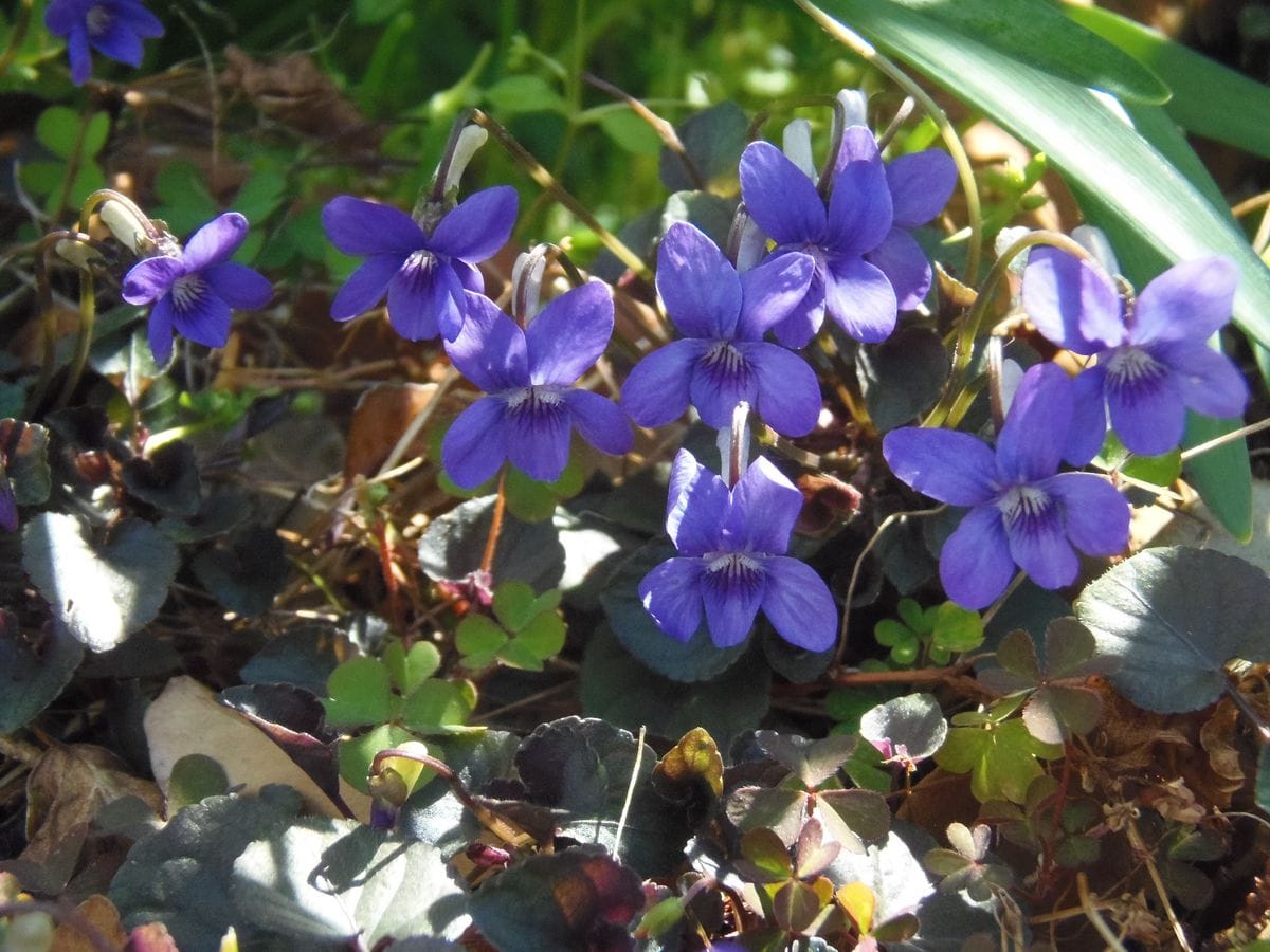 ブルー＆パープルの小花（２）