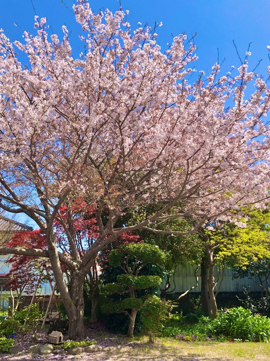 ❁✿✾  庭🌸桜  ❁✿✾
