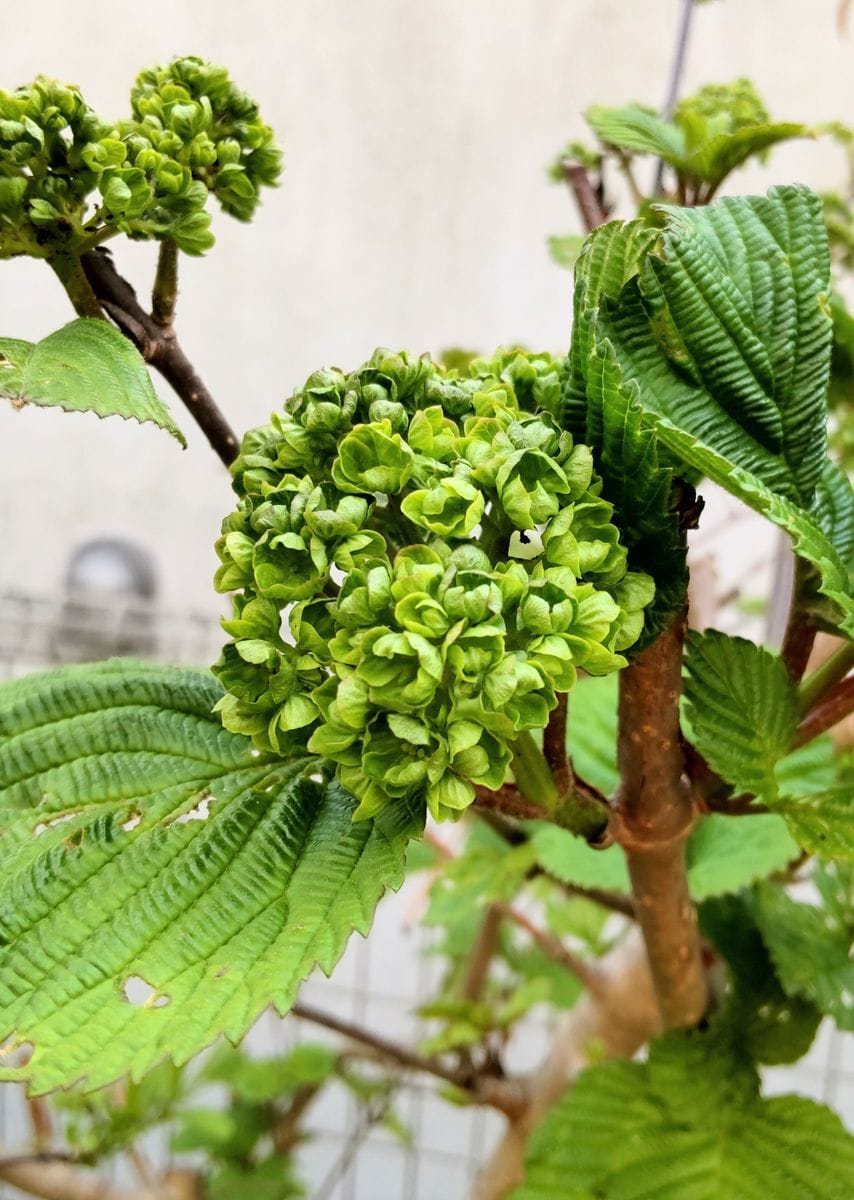 春の花木の蕾