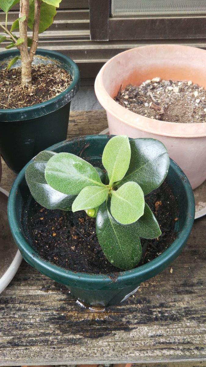 シャリンバイの植え替え