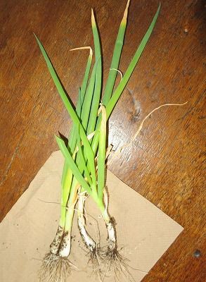 葉ネギの花芽も食べちゃおう・・スナップエンドウ収穫・・