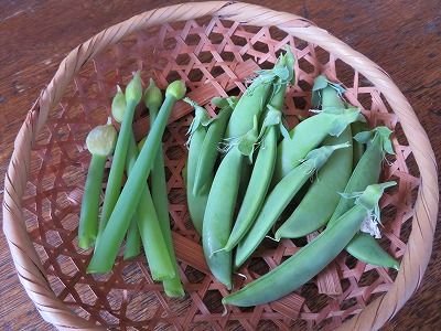 葉ネギの花芽も食べちゃおう・・スナップエンドウ収穫・・