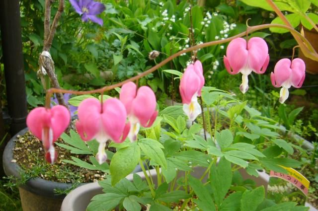 庭の花たち