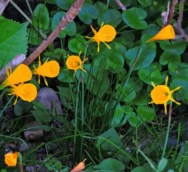 散歩道の花～黄色い花たち