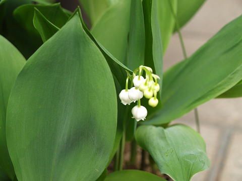 今日　咲いた花は。