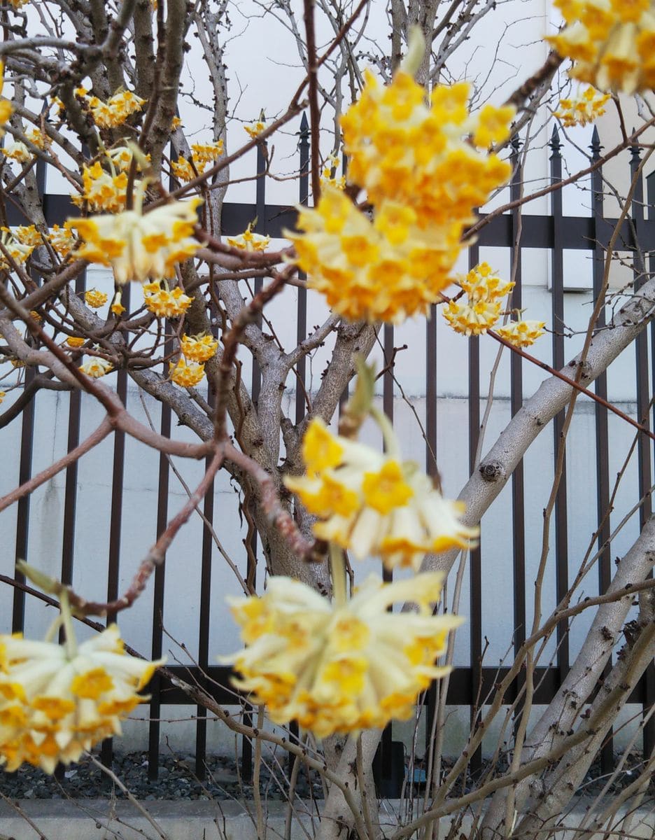 いつも通る道で🌼