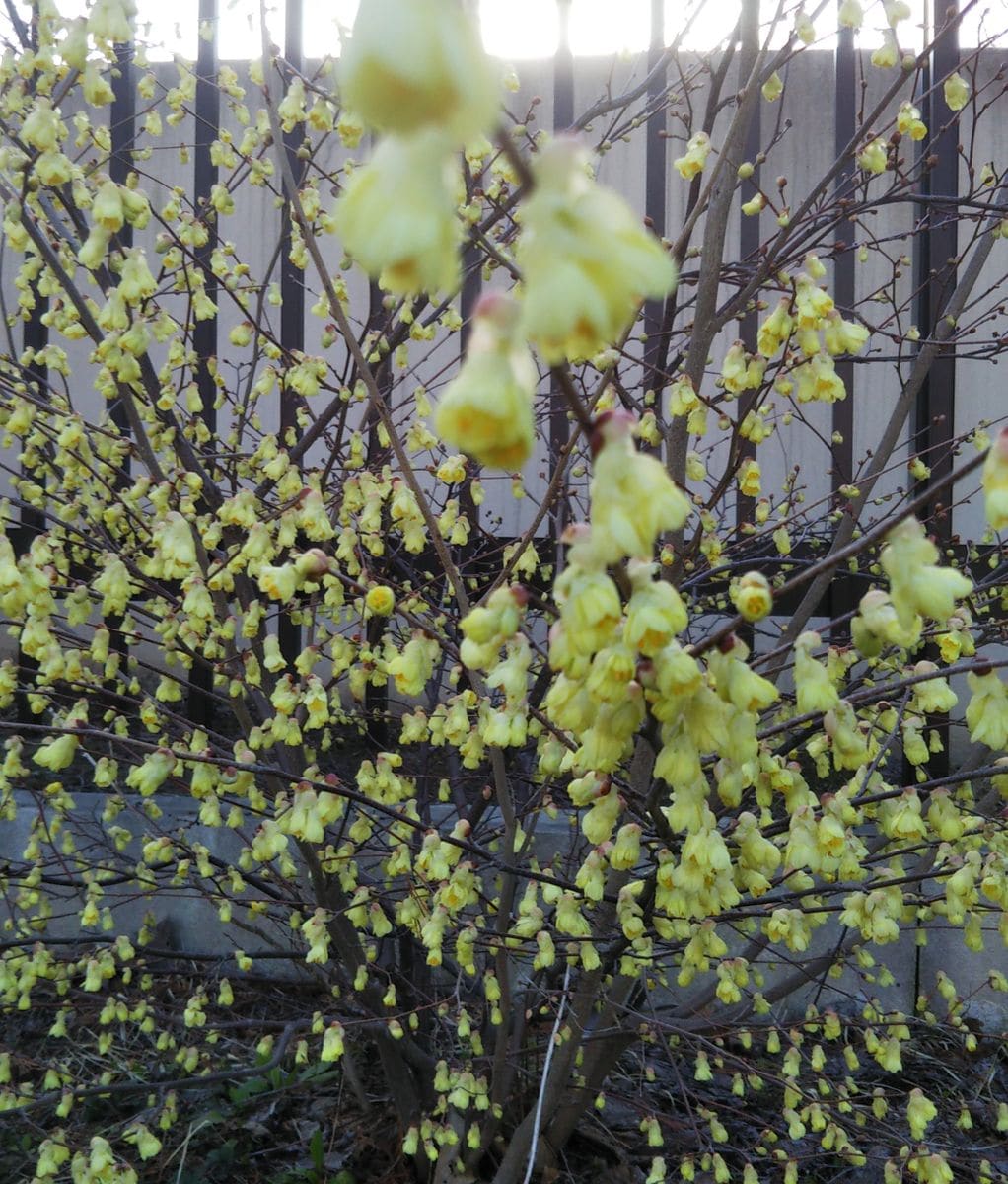 いつも通る道で🌼